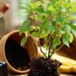12 эффективных способов удобрить растения.

