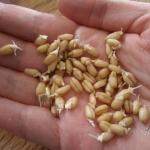 Проросшая пшеница весь организм лечит.

